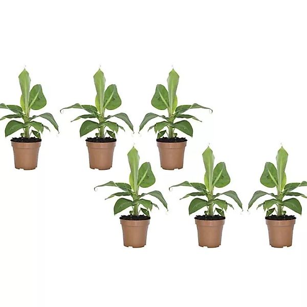 OH2 | Set mit 6 Bananenpflanzen Musa günstig online kaufen