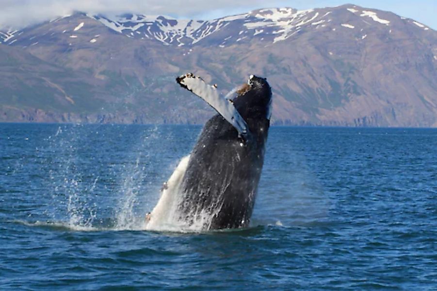 Papermoon Fototapete »WALE-ORCA TIER SEE OZEAN MEER WASSER ISLAND DELFINE X günstig online kaufen