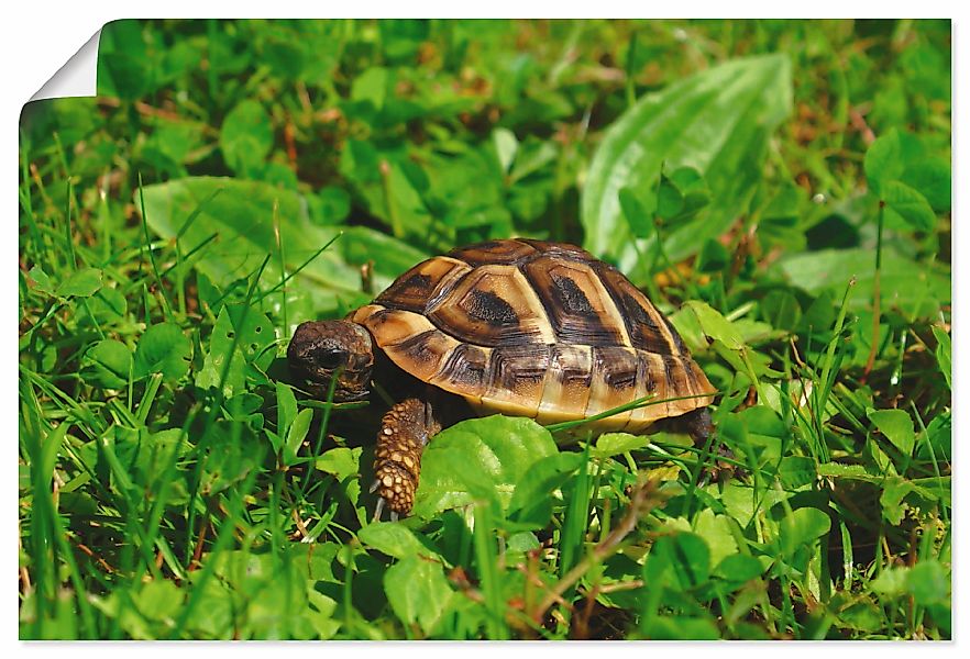 Artland Poster "Griechische Landschildkröten Baby", Reptilien, (1 St.), als günstig online kaufen