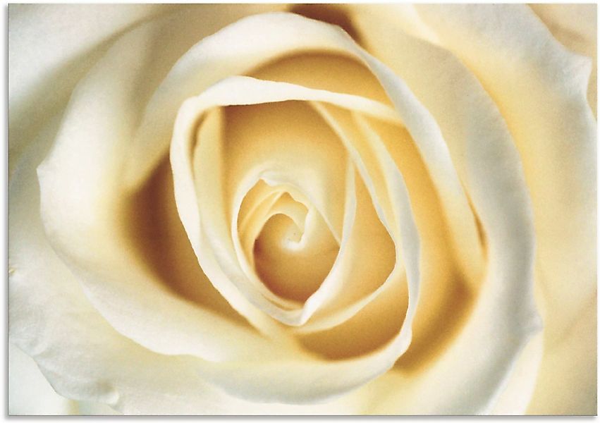 Artland Wandbild »Weiße Rose«, Blumen, (1 St.) günstig online kaufen