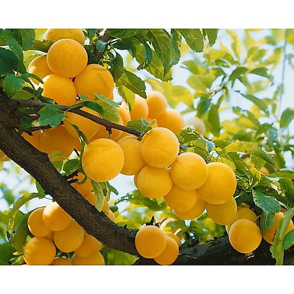 Pflanzen für Dich Obstpflanze Prunus dom. Golden Japan, 1 St., Gelbe Pflaum günstig online kaufen