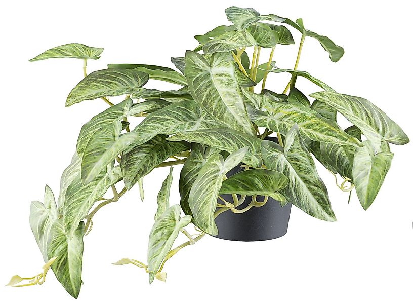 Kunstpflanze Alocasia, Creativ green, Höhe 40 cm, mit naturgetreuem Blattwe günstig online kaufen