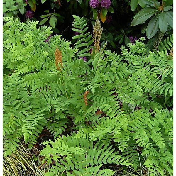 Purpur Königsfarn - Osmunda regalis Purpurascens günstig online kaufen