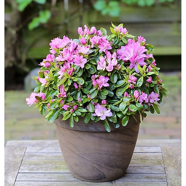 Japanische Azalee Negligee 30-40cm - Rhododendron obtusum - Zwerg Alpenrose günstig online kaufen