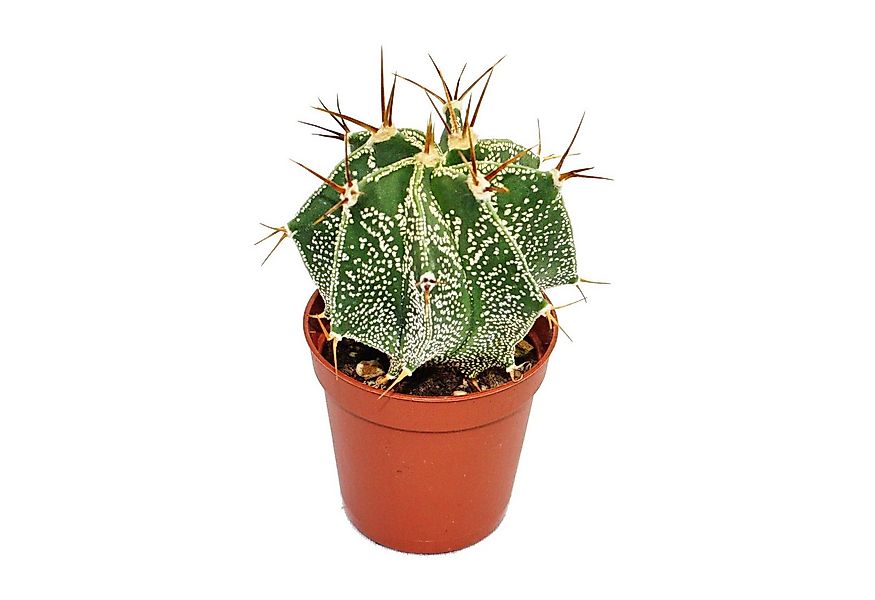 Exotenherz Kaktus Astrophytum ornatum - Bischofsmütze - im 8,5cm Topf günstig online kaufen