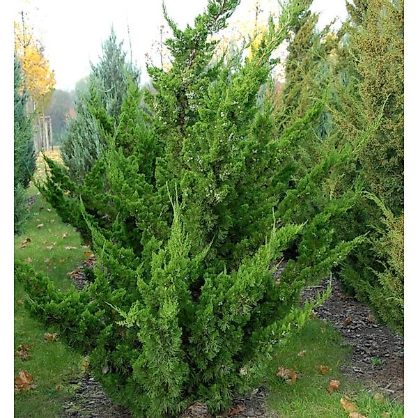 Chinesischer Wacholder Kaizuka 40-50cm - Juniperus chinensis günstig online kaufen