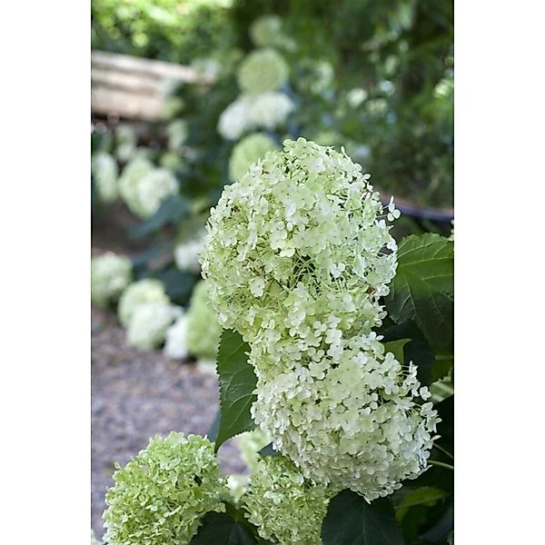 Hydrangea Arborescens Schneeballhortensie 100-125 cm günstig online kaufen