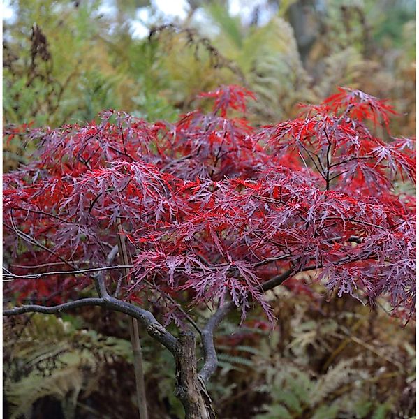 Japanischer Schlitzahorn Red Dragon 60-80cm - Acer palmatum günstig online kaufen