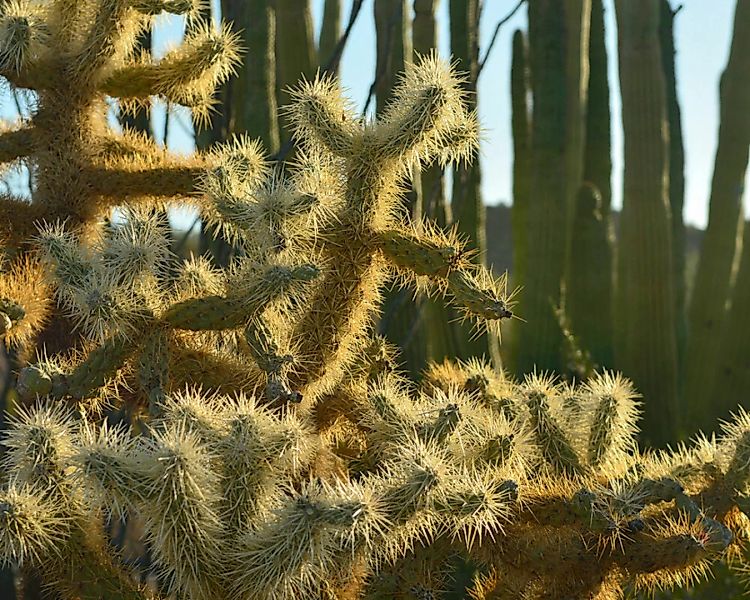 Fototapete "Kaktuswelt" 4,00x2,50 m / Glattvlies Brillant günstig online kaufen
