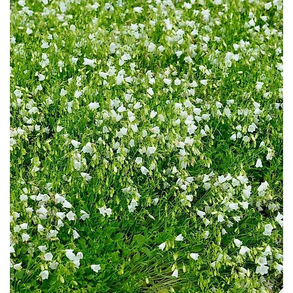 Zwergglockenblume White Baby - Campanula cochleariifolia günstig online kaufen