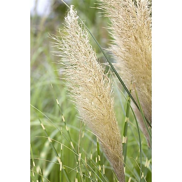 Cortaderia Selloana Pumila Pampasgras Kompakt 7,5-10 L Container günstig online kaufen