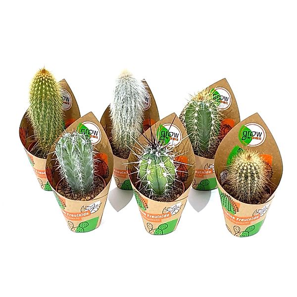 GROW by OBI Kakteen Saeulen 6-fach sortiert Topf-Ø ca. 5,5 cm günstig online kaufen
