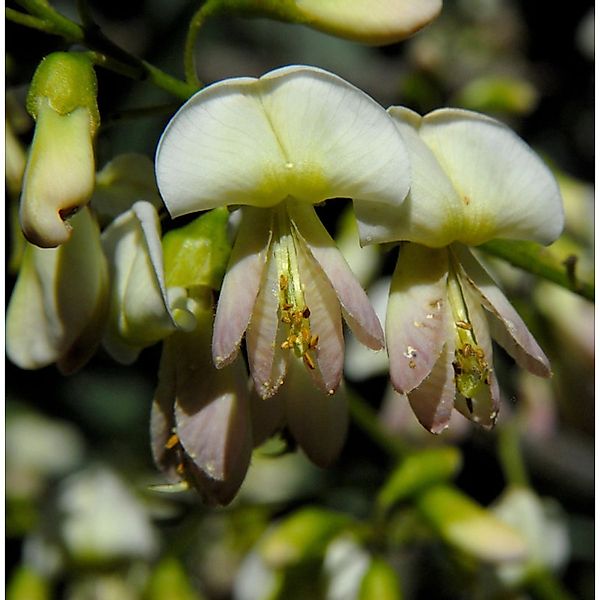 Japanische Schnurbaum 80-100cm - Sophora japonica günstig online kaufen