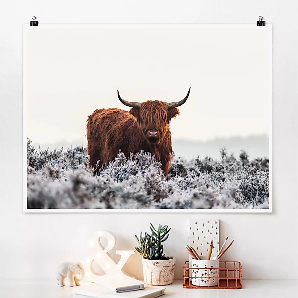 Poster Tiere - Querformat Bison in den Highlands günstig online kaufen