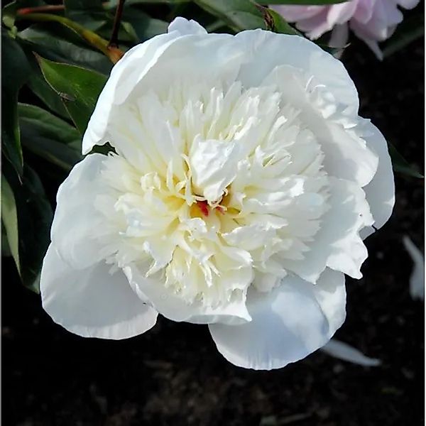 Edelpfingstrose Immaculee - Paeonia,actiflora günstig online kaufen