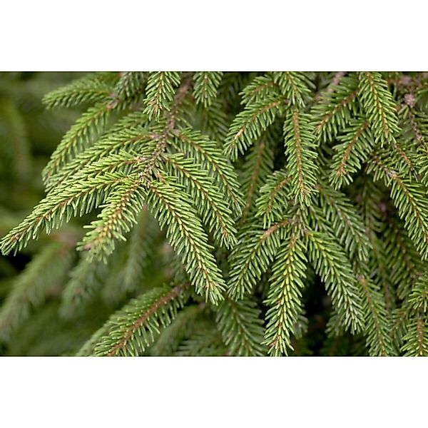 Picea Orientalis Aureospicata Orient-Fichte Goldene Triebe 50–60 cm günstig online kaufen