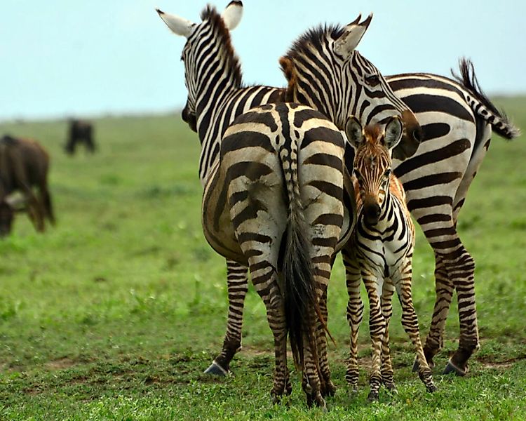 Fototapete "Zebrafamilie" 4,00x2,50 m / Glattvlies Perlmutt günstig online kaufen