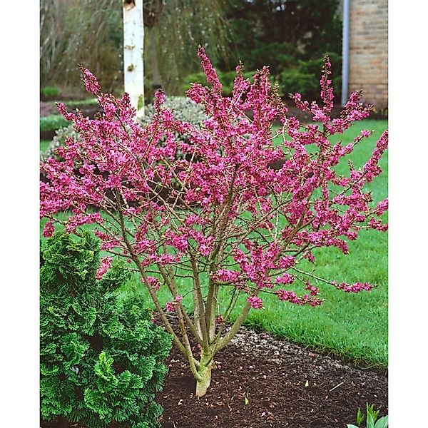 Daphne Mezereum Seidelbast Rosa Blüten 40–60 cm günstig online kaufen