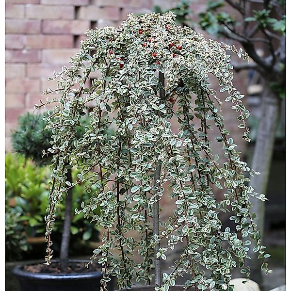 Hochstamm Mispel Juliette 60-80cm - Cotoneaster dammeri günstig online kaufen