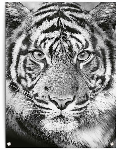 Reinders Poster "Tigerblick" günstig online kaufen