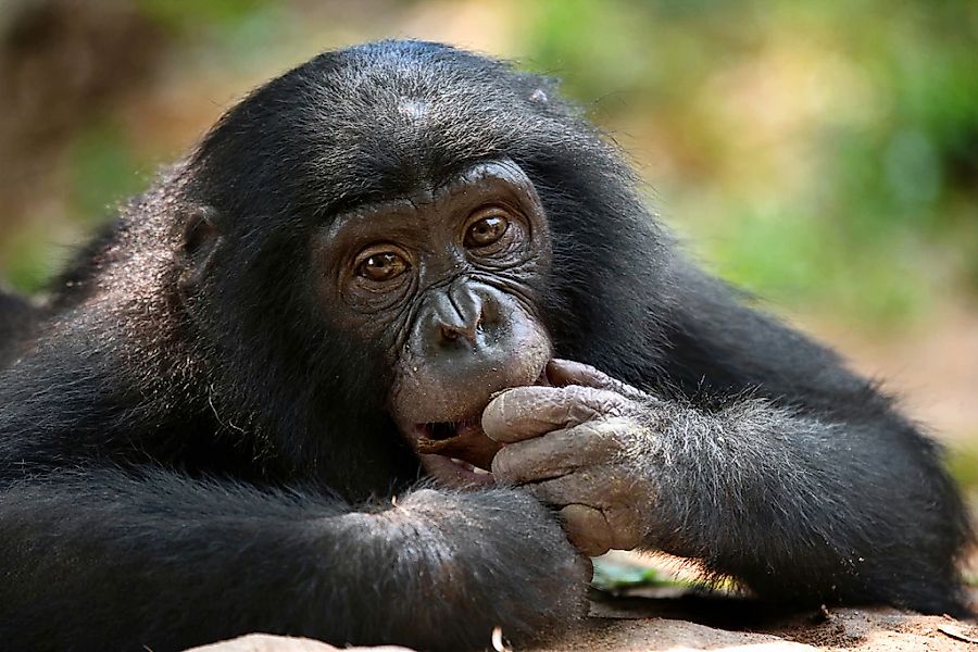 Papermoon Fototapete "Bonobo-Porträt" günstig online kaufen