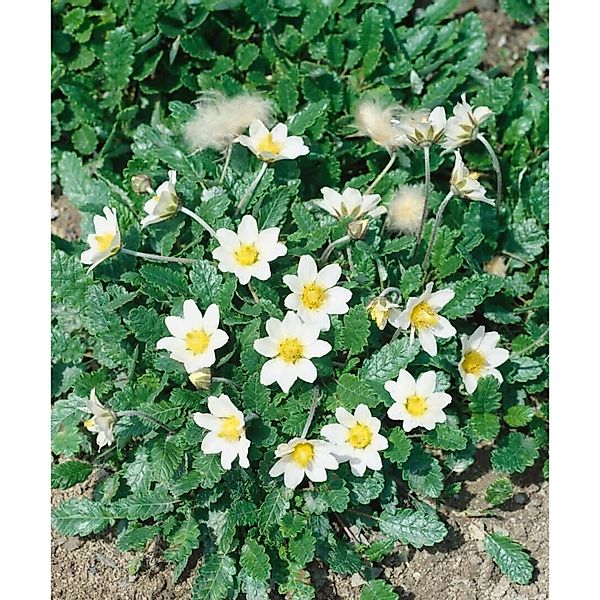 Dryas X Suendermannii Silberwurz Immergrün Ca. 9x9 cm Topf günstig online kaufen