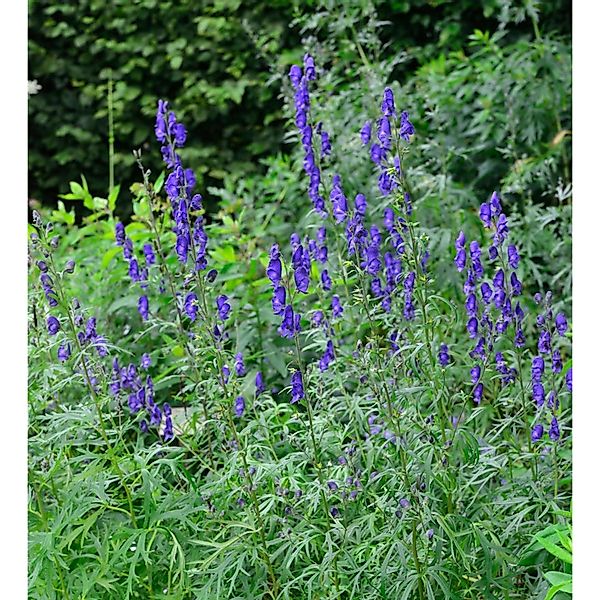 Eisenhut blau - Aconitum napellus günstig online kaufen