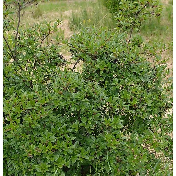 Zierliche Rhododendron 30-40cm - Rhododendron nitidulum günstig online kaufen