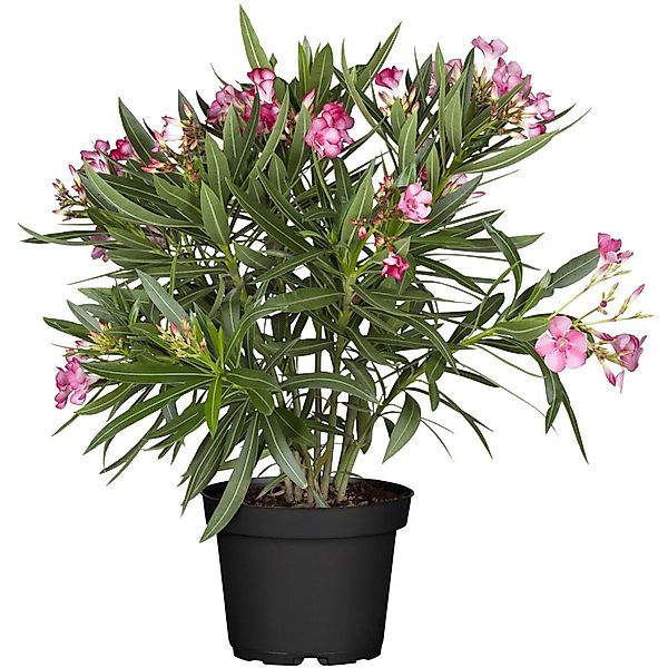 GROW by OBI Oleander Rosa Topf-Ø ca. 20 cm Nerium günstig online kaufen