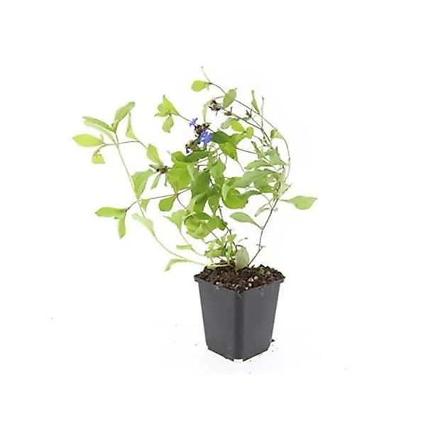 Exotenherz Bodendecker Chinesischer Bleiwurz Ceratostigma Plumbaginoides 9c günstig online kaufen