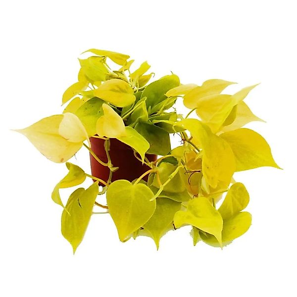 Exotenherz Zimmerpflanze Philodendron scandens Lime Gelbgrüner Kletternder günstig online kaufen