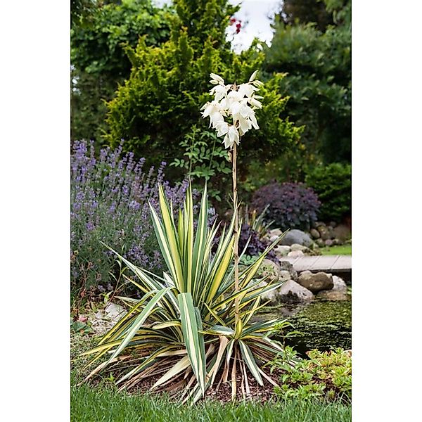 Yucca Flaccida Golden Sword Palmlilie Gelb-Grün Ca. 11x11 cm Topf günstig online kaufen