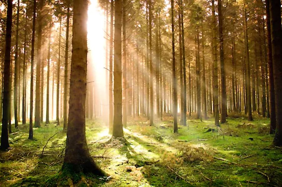 Papermoon Fototapete »Autumn Pine Forest« günstig online kaufen