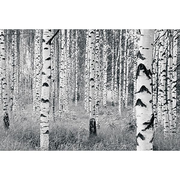 Komar Fototapete Vlies Woods  400 x 270 cm günstig online kaufen