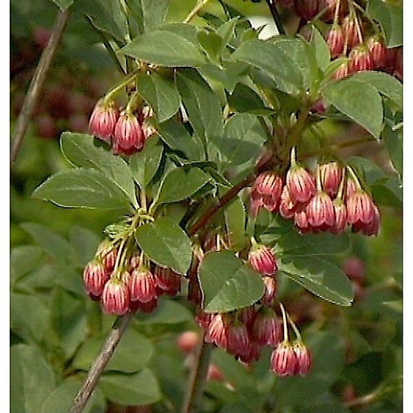 Prachtglocke Red Bells 40-60cm - Enkianthus campanulatus günstig online kaufen