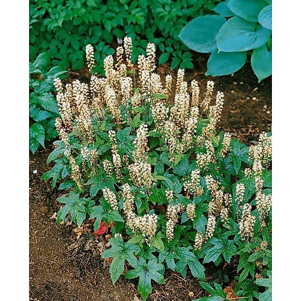 Tiarella Laciniata Pink Bouquet Schaumblüte Ca. 9x9 cm Topf günstig online kaufen