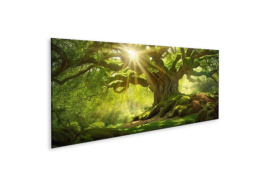 islandburner Leinwandbild Sonnenstrahlen auf altem Baum Bilder günstig online kaufen