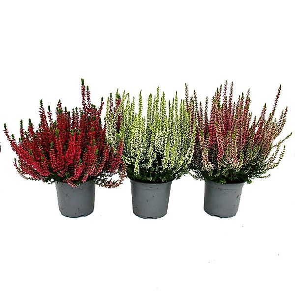 Exotenherz Calluna Vulgaris Set mit 3 Pflanzen Besenheide Heidepflanze Wint günstig online kaufen
