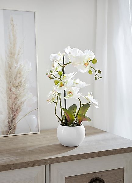 Kunstorchidee Ernestine Orchidee, Home affaire, Höhe günstig online kaufen