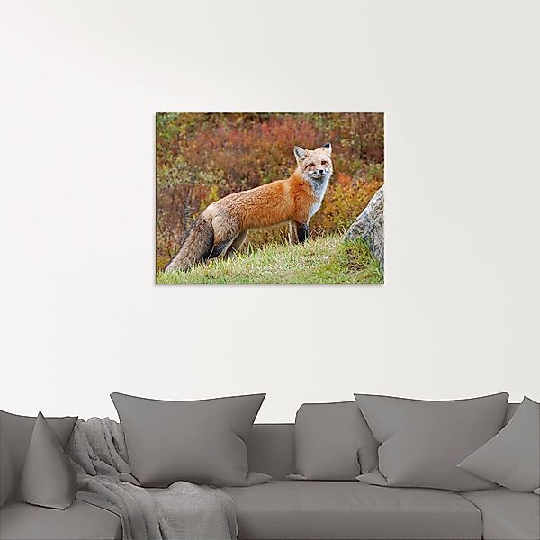 Artland Glasbild "Fuchs I", Wildtiere, (1 St.), in verschiedenen Größen günstig online kaufen