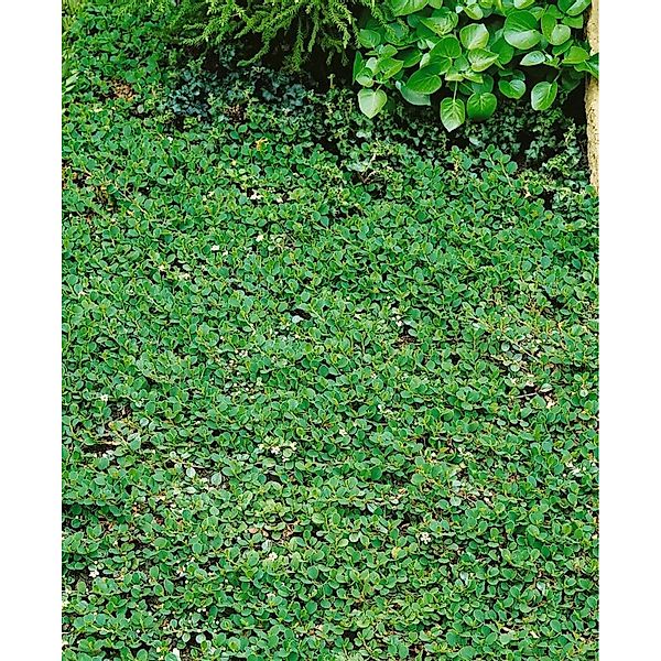 Cotoneaster Dammeri Frieders Evergreen Immergrün Ca. 9x9 cm Topf günstig online kaufen