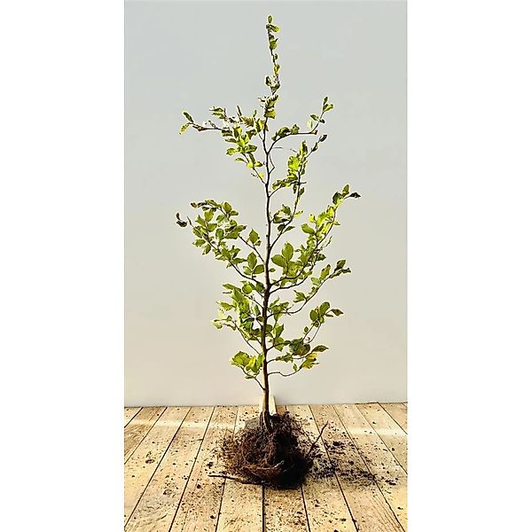 Fagus Sylvatica Rotbuche 80–100 cm günstig online kaufen