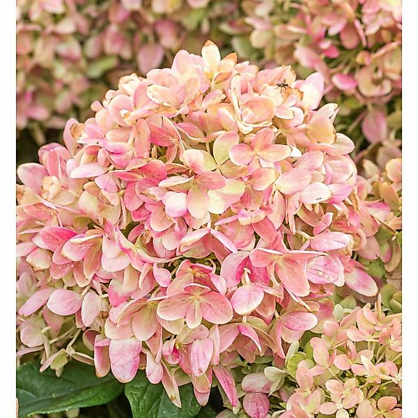 Rispenhortensie Candy Love 40-60cm - Hydrangea paniculata günstig online kaufen