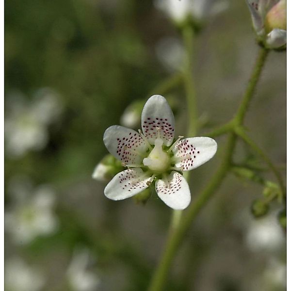 Rundblättriger Steinbrech - Saxifraga rotundifolia günstig online kaufen