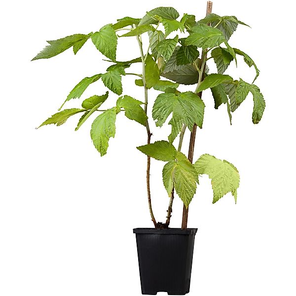 GROW by OBI Bio Himbeere Fallgold Goldgelb Topf ca. 2, Rubus günstig online kaufen