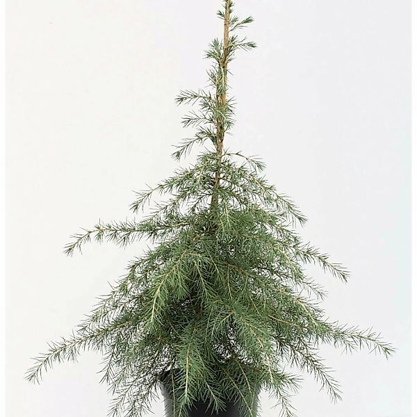 Himalaya Zeder 60-80cm - Cedrus deodara günstig online kaufen