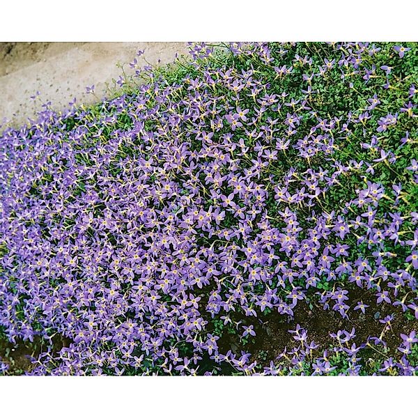 Houstonia Caerulea Ca. 9x9 cm Topf günstig online kaufen