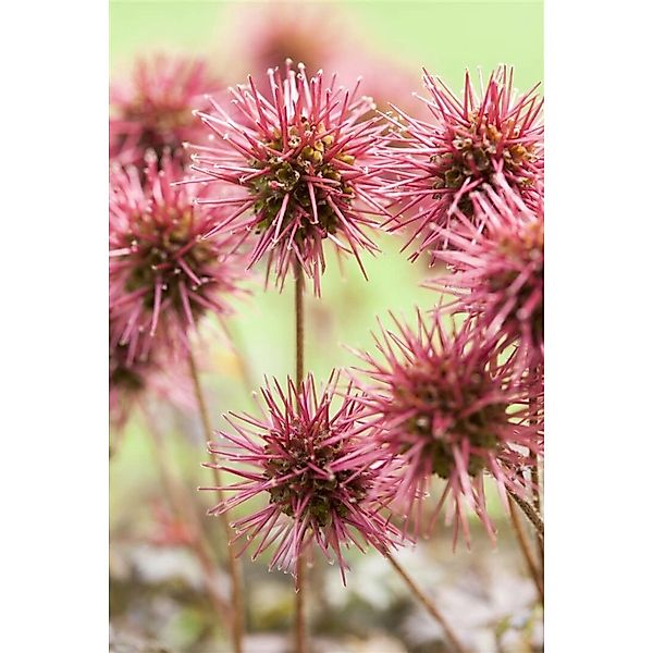 Acaena Microphylla Kupferteppich Kupferfarben Ca. 9x9 cm Topf günstig online kaufen