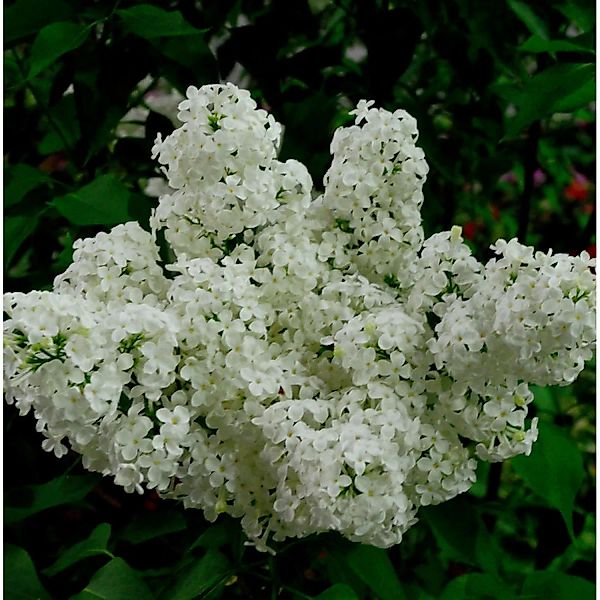 Edelflieder Schneekönigin - Kircher-Collection 40-60cm - Syringa vulgaris günstig online kaufen