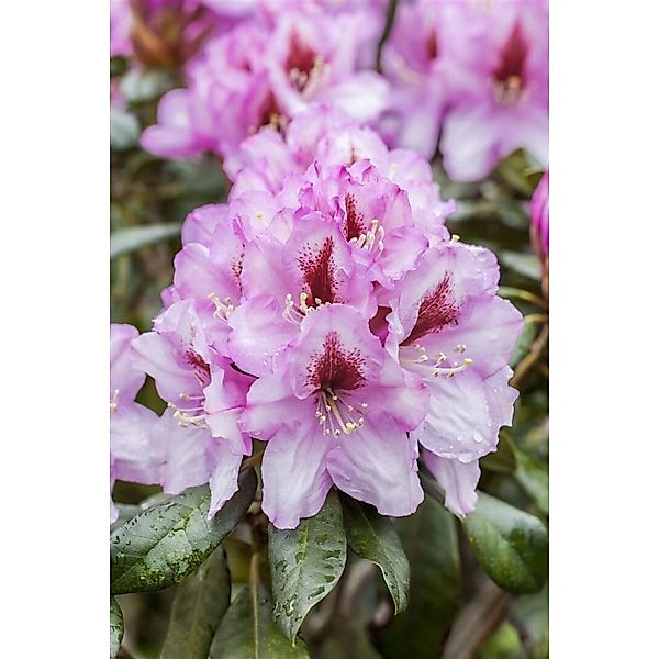 Rhododendron Hybr. Diadem Rhododendron Rosa Blüten 90–100 cm günstig online kaufen